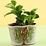 Ceramic Pot of Ficus Plant