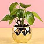 Ceramic Potted Money Plant