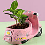 Ficus Compacta in Pink Pot