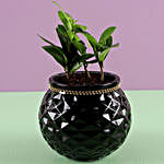 Ficus Compacta Plant in Glass Pot