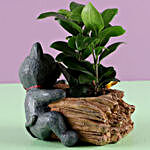 Ficus Plant in Bear Pot