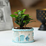 Ficus Plant in Blue Resin Pot