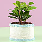 Ficus Plant in Blue Resin Pot