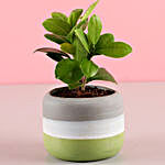 Green Pot of Ficus Plant