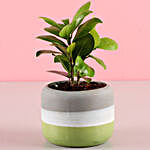 Green Pot of Ficus Plant