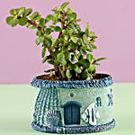 Potted Jade Plant