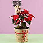 Red Poinsettia Plant Teddy Day Combo