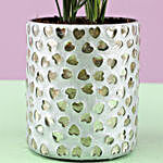 Chamaedorea Plant & Silver Hearts Votive Holder