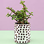 Jade Plant In White Hearts Mosaic Planter