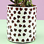 Jade Plant In White Hearts Mosaic Planter