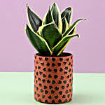 Sansevieria Plant In Red Hearts Planter