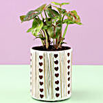 Syngonium Plant In Red Hearts Mosaic Planter