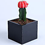 There For You Red Moon Cactus Plant