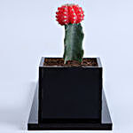 I Love You Red Moon Cactus Plant