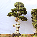 Dragon Roots Ficus Bonsai Plant