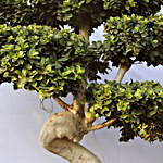 Dragon Roots Ficus Bonsai Plant
