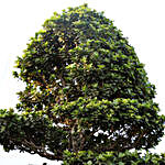 Ficus Big Air Roots Bonsai