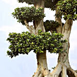Net Shaped Ficus Bonsai