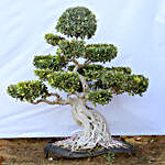 Original Ficus Bonsai