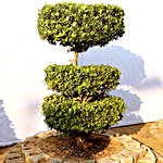 Tri-Layer Ficus Bonsai Plant