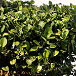 Tri-Layer Ficus Bonsai Plant