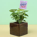 Syngonium Plant In Vase For Women's Day