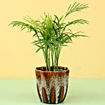 Chamaedorea Palm Plant in Brown Ceramic Pot
