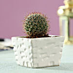 Echinocactus Plant in White Ceramic Pot