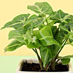 Green Syngonium Plant in Ceramic Pot