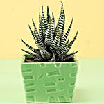 Haworthia Plant in Green Ceramic Pot