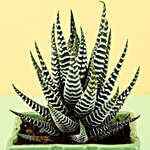 Haworthia Plant in Green Ceramic Pot