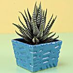 Haworthia Plant in Sky Blue Ceramic Pot