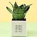 Sansevieria Plant in Beige Ceramic Pot
