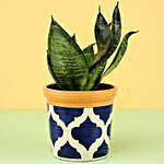 Sansevieria Plant in Blue Ceramic Pot