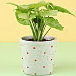 Syngonium Plant in Polka Dots Ceramic Pot