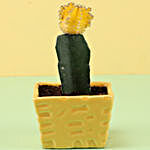 Yellow Moon Cactus in Ceramic Pot