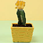 Yellow Moon Cactus in Ceramic Pot