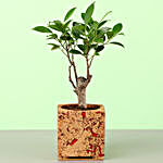 Ficus I Shaped Plant In Cork Planter