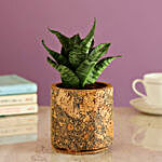 Green Sansevieria In Double Shaded Planter