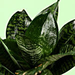 Green Sansevieria Plant In Artistic Resin Planter