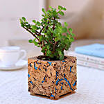 Jade Plant In  Beige & Blue Cork Planter
