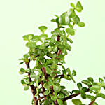 Jade Plant In Beige Cork Planter