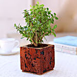Jade Plant In Brown & Black Cork Planter