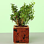 Jade Plant In Brown & Black Cork Planter