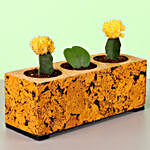 Moon Cactus & Hoya Plant In Cork Planter