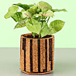 Syngonium Plant In Brown & Beige Planter