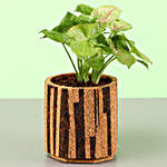 Syngonium Plant In Brown & Beige Planter