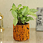 Syngonium Plant In Orange Cork Planter