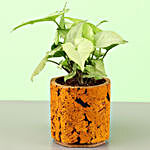 Syngonium Plant In Orange Cork Planter