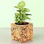 Syngonium Plant In Square Cork Pot